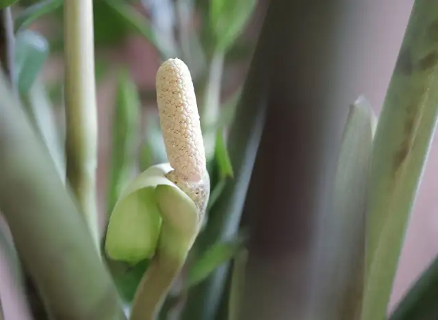 Jak sprawić, by zamiokulkas zakwitł? Praktyczny poradnik