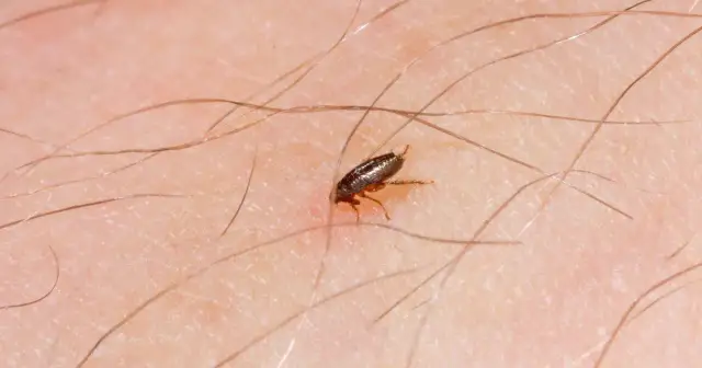 Cómo saber si tengo pulgas en mi cama: señales que no debes ignorar