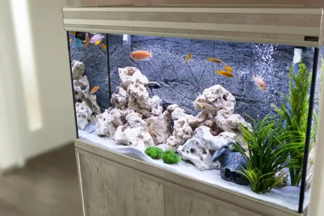 Jaka woda do akwarium? Wybierz najlepszą dla swoich ryb