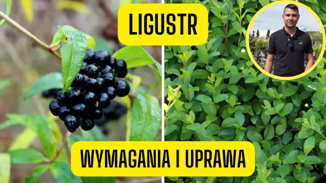 Jak sadzić ligustr zimozielony, aby uniknąć najczęstszych błędów