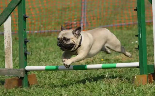 Jak moczyć suchą karmę dla psa, aby ułatwić mu jedzenie?