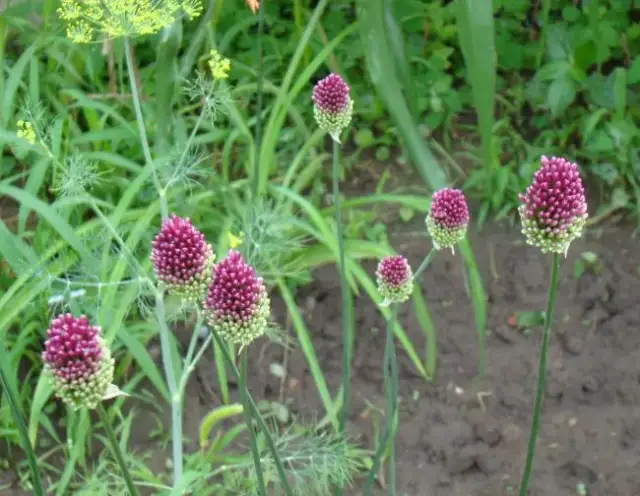 Czosnek główkowaty: Kiedy sadzić, by kwitł obficie? Poradnik Neli