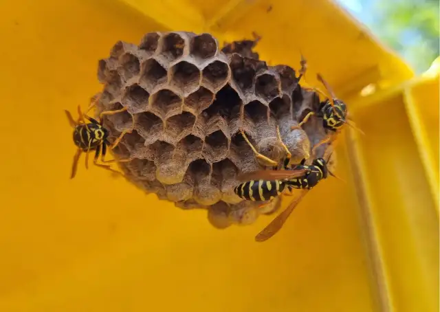 Jak rozmnażają się osy? Poznaj zaskakujący cykl ich życia