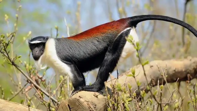 Małpa guereza z rudym grzbietem, jakby z legendy o śnieżnym koczkodanie, siedzi na gałęzi wśród wiosennych pąków.