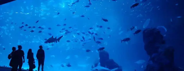 Odkryj niezwykłe atrakcje oceanarium w Gran Canarii – Poema del Mar