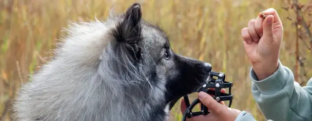 Kaganiec dla psa: jak dobrać idealny? Poradnik eksperta!