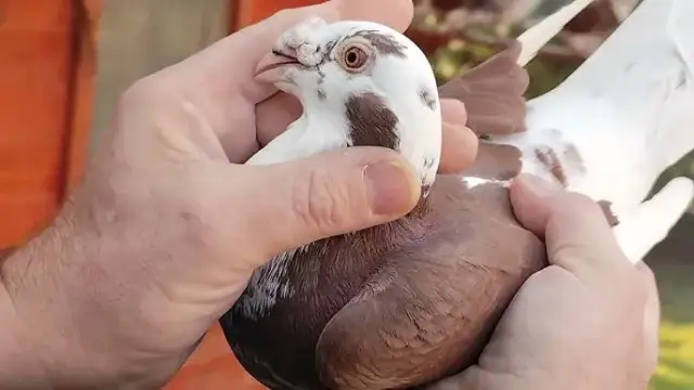 Jak rozmnażają się gołębie? Odkryj sekrety ich lęgów i opieki nad pisklętami