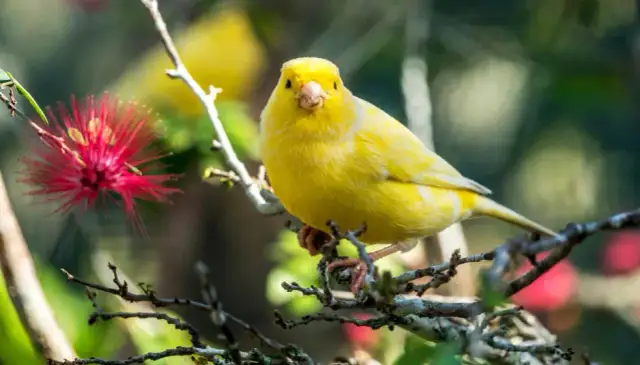 Czy kanarka trzeba wypuszczać z klatki? Odkryj korzyści i zasady