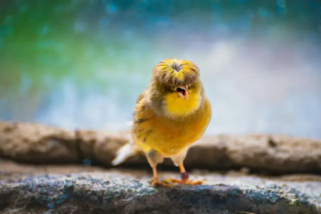 Twój kanarek bezpieczny? Lista toksycznych pokarmów i roślin