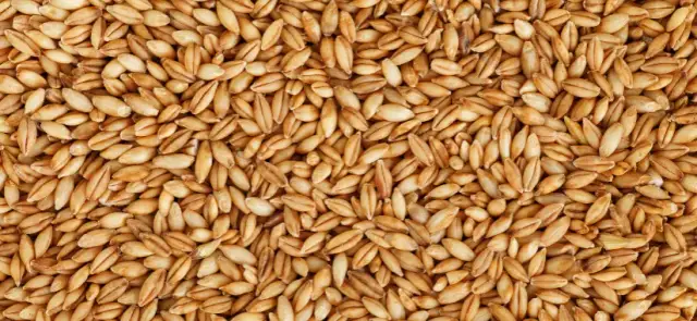 Jęczmień zboże jak wygląda - poznaj jego unikalne cechy i wygląd