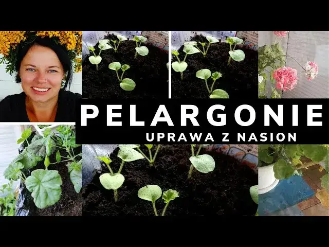 Pelargonia nasiona kiedy siać - idealny czas na siew dla sukcesu