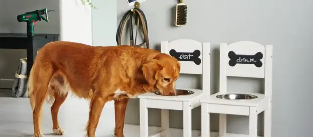 Stojak na miski dla psa DIY: Zbuduj idealny dla zdrowia pupila!