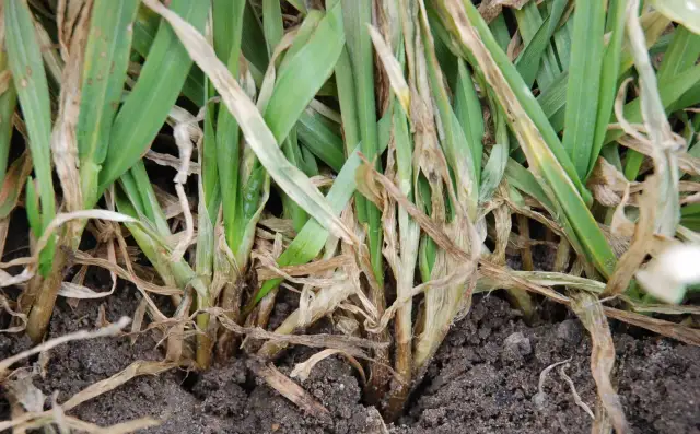 Jaki nawóz siać pod jęczmień jary, aby uniknąć niskich plonów?