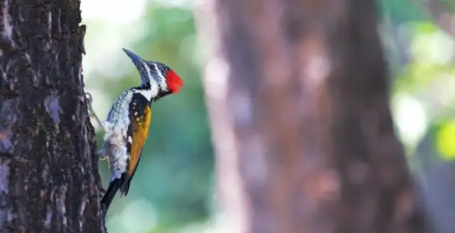 Czym się żywi dzięcioł? Poznaj tajemnice diety tych ptaków