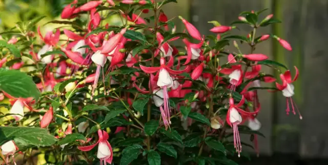 Czy fuksja zimuje w gruncie? Odkryj tajniki mrozoodpornych odmian