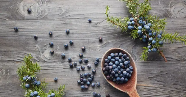 Gałązki i łyżka pełna ciemnoniebieskich owoców jałowca na drewnianym tle.