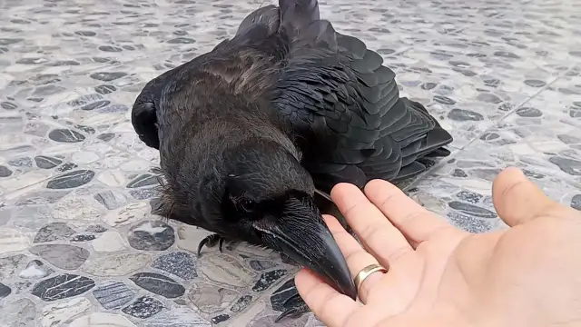 Skuteczna tresura kruka w domu: kompletny poradnik dla początkujących