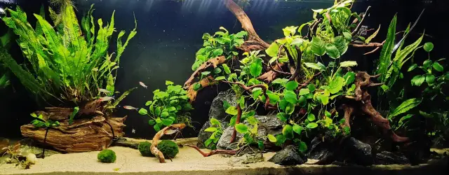 Akwarium z neonkami, bujną roślinnością, korzeniami i piaskiem.
