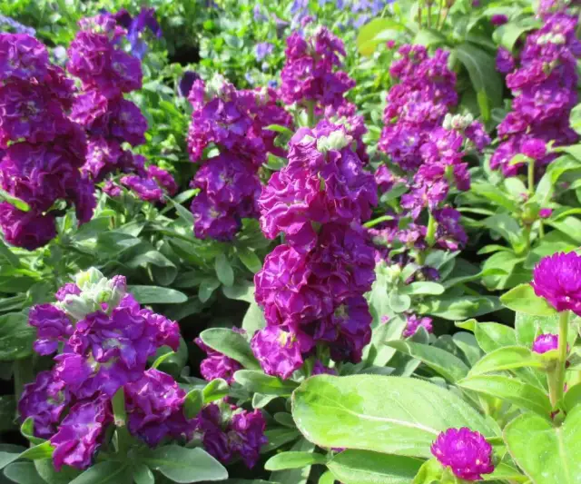 Lewkonie: Kiedy sadzić do gruntu? Sekrety bujnego kwitnienia!