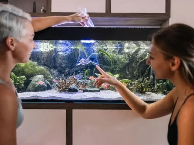 Jakie tło do akwarium wybrać, aby poprawić estetykę i komfort ryb