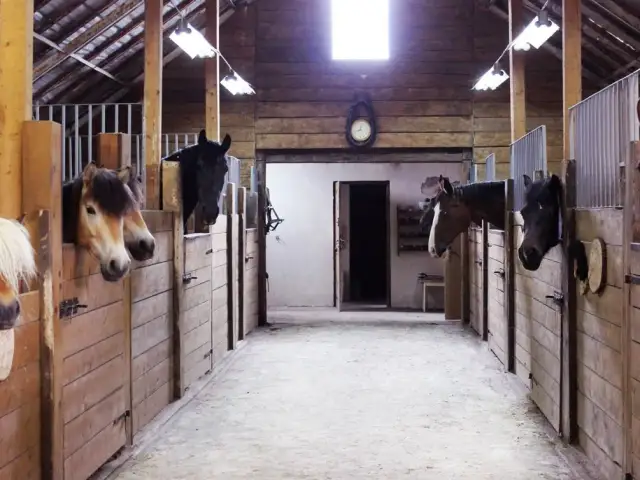 Stadnina koni Swoszowice - odkryj prawdziwą pasję do jazdy konnej