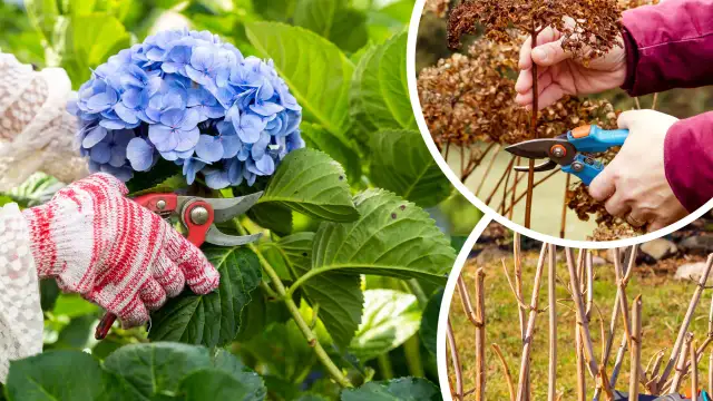 Przycinanie hortensji: Kiedy i jak ciąć dla burzy kwiatów?