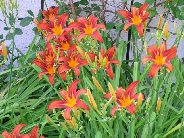 Jak sadzić liliowce, aby uniknąć błędów i cieszyć się pięknem kwiatów