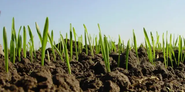 Jakie zboża sieje się jesienią? Odkryj najlepsze wybory dla plonów