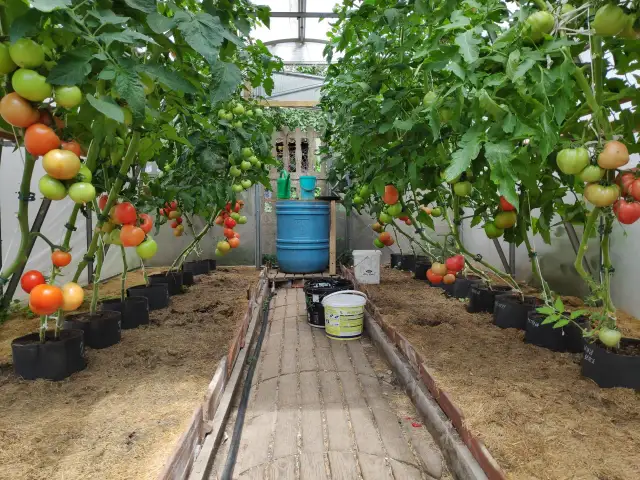 Jak uprawiać pomidory w szklarni: proste sposoby na zdrowe plony