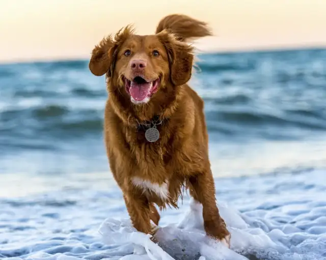 Zdrowe przysmaki dla psa – wskazówki, jak wybierać i kiedy podawać