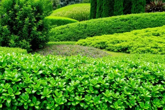 Co zamiast tuji na żywopłot? Odkryj najlepsze alternatywy dla tuji