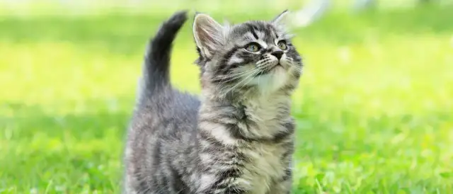 Co jedzą małe kotki? Kluczowe informacje o ich diecie i zdrowiu