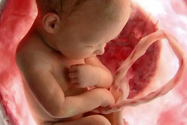 Czy pępowina rośnie wraz z rozwojem dziecka? Odkryj jej znaczenie