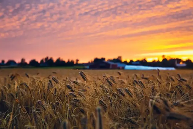 Kiedy pryskać zboża jare, aby skutecznie zwalczyć chwasty?