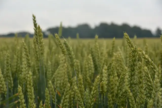 Kiedy sieje się zboża ozime? Kluczowe terminy i błędy do uniknięcia