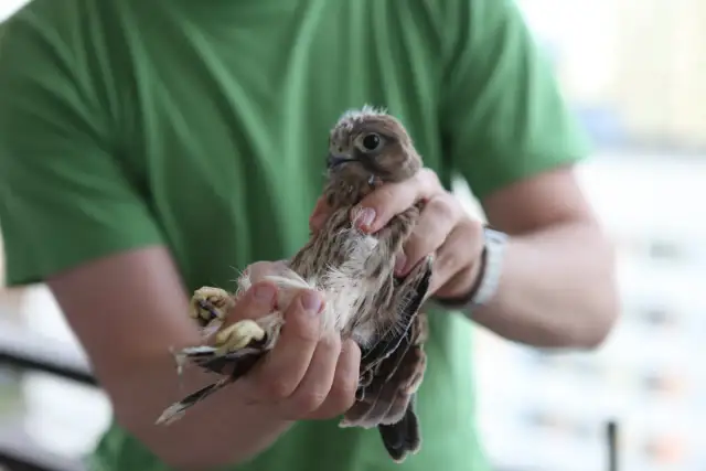 Pisklę czy podlot? Jak pomóc znalezionemu ptakowi bezpiecznie!