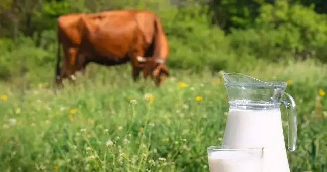 Mleko prosto od krowy: Korzyści vs. Zagrożenia Poznaj fakty