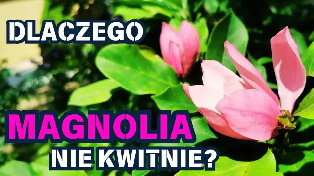 Czemu magnolia nie kwitnie? Odkryj najczęstsze przyczyny braku kwiatów