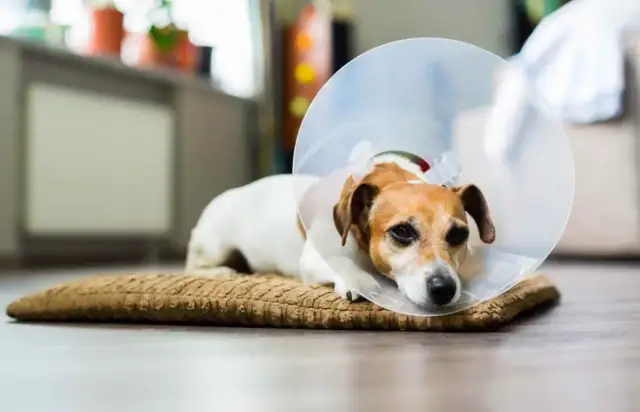 Smutny piesek w kołnierzu po zabiegu. Szukasz alternatywy, czym zastąpić kołnierz dla psa?