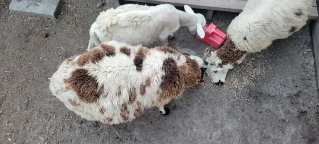 Owce jedzą z czerwonego dozownika. Czy wiesz, ile trwa ciąża u owcy? To około 5 miesięcy.