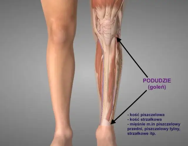 Gdzie są golenie? Odkryj ich znaczenie i lokalizację w anatomii