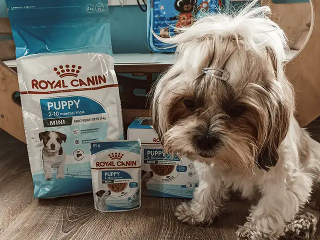 Royal Canin dla psa: Prawda o składzie. Czy warto? Ekspert radzi