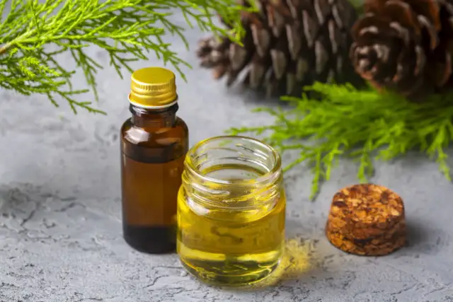 Jak zrobić olejek z sosny w domu - proste metody i porady