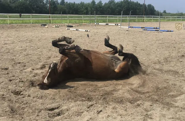 Opanuj zatrzymanie konia: Bezpieczeństwo, kontrola, zaufanie.
