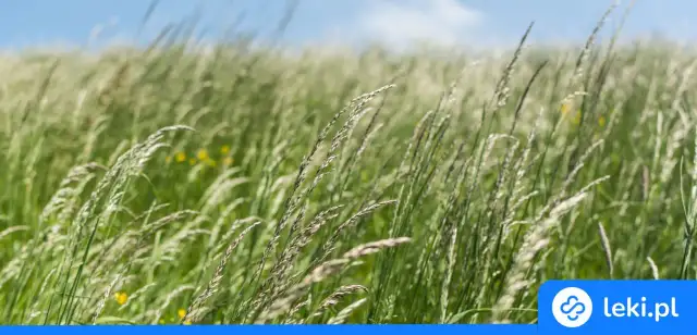 Skuteczne leki na alergię na trawy – jak złagodzić objawy alergii