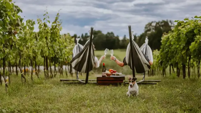 Para relaksu w winnice węgry. Para w hamakach wznosi toasty, piesek pilnuje pikniku.