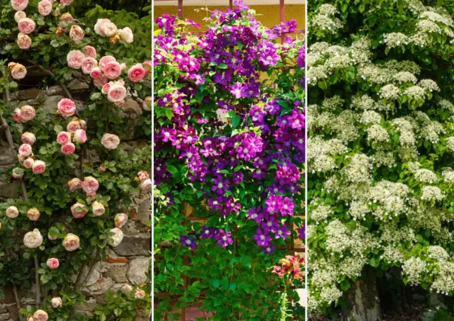 Jakie rośliny pnące na pergolę wybierać, aby uniknąć rozczarowań?