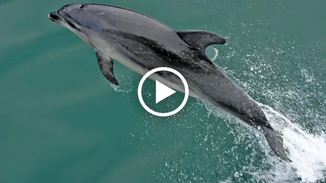 Czy delfiny są w Bałtyku? Rzadkie obserwacje i ich znaczenie