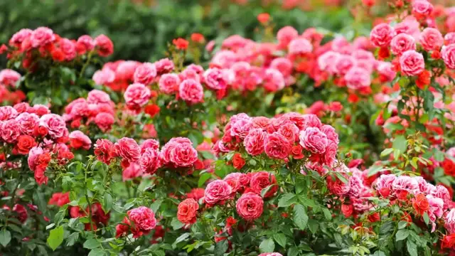 Gdzie sadzić róże, aby uniknąć błędów i cieszyć się pięknem kwiatów