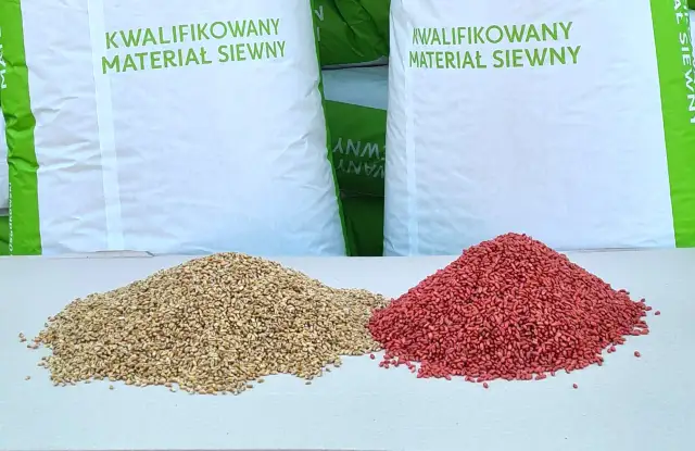 Dwa rodzaje kwalifikowanego materiału siewnego: ziarno pszenicy i zaprawione nasiona.